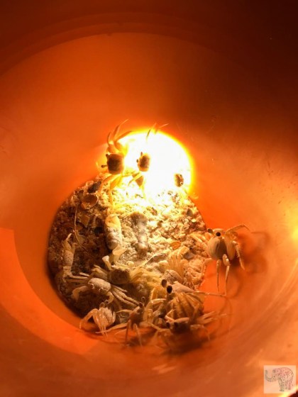 19665251_10103995488531054_1333688954474412647_n